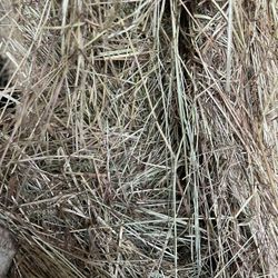 Grass Hay