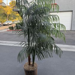 6 Foot Silk Palm Tree