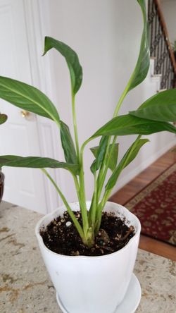 White Premium Sympathy Peace Lily - Indoor Plants House