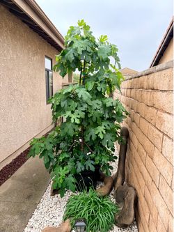 Black Mission Fig Tree For Sale