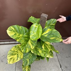 10” Hawaiian Pothos Big Leafs
