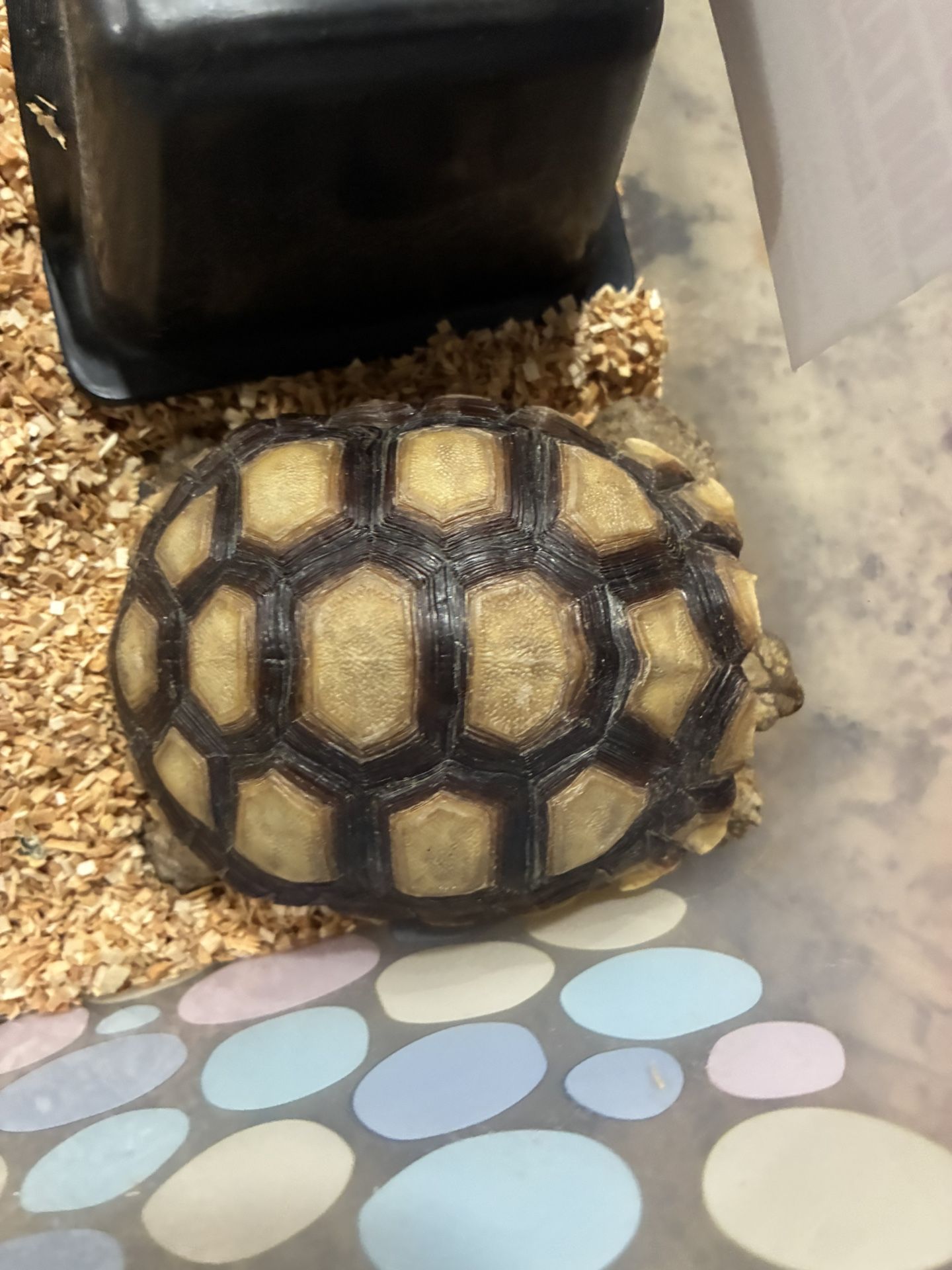 Tortoise Found In Oceanside