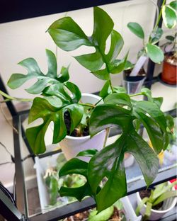 Monstera Minima