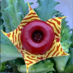 Lifesaver Cactus Houseplant