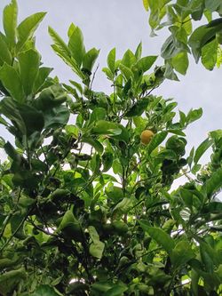 Lima Dulce De México (Lima Chichona) | Sweet Lime