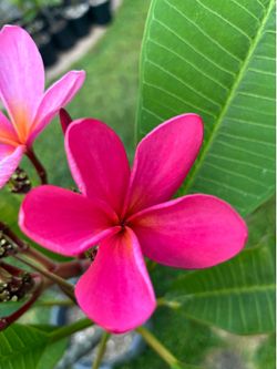 Beautiful Vibrant Pink Plumeria