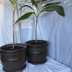 2 beautiful indoor plants $50