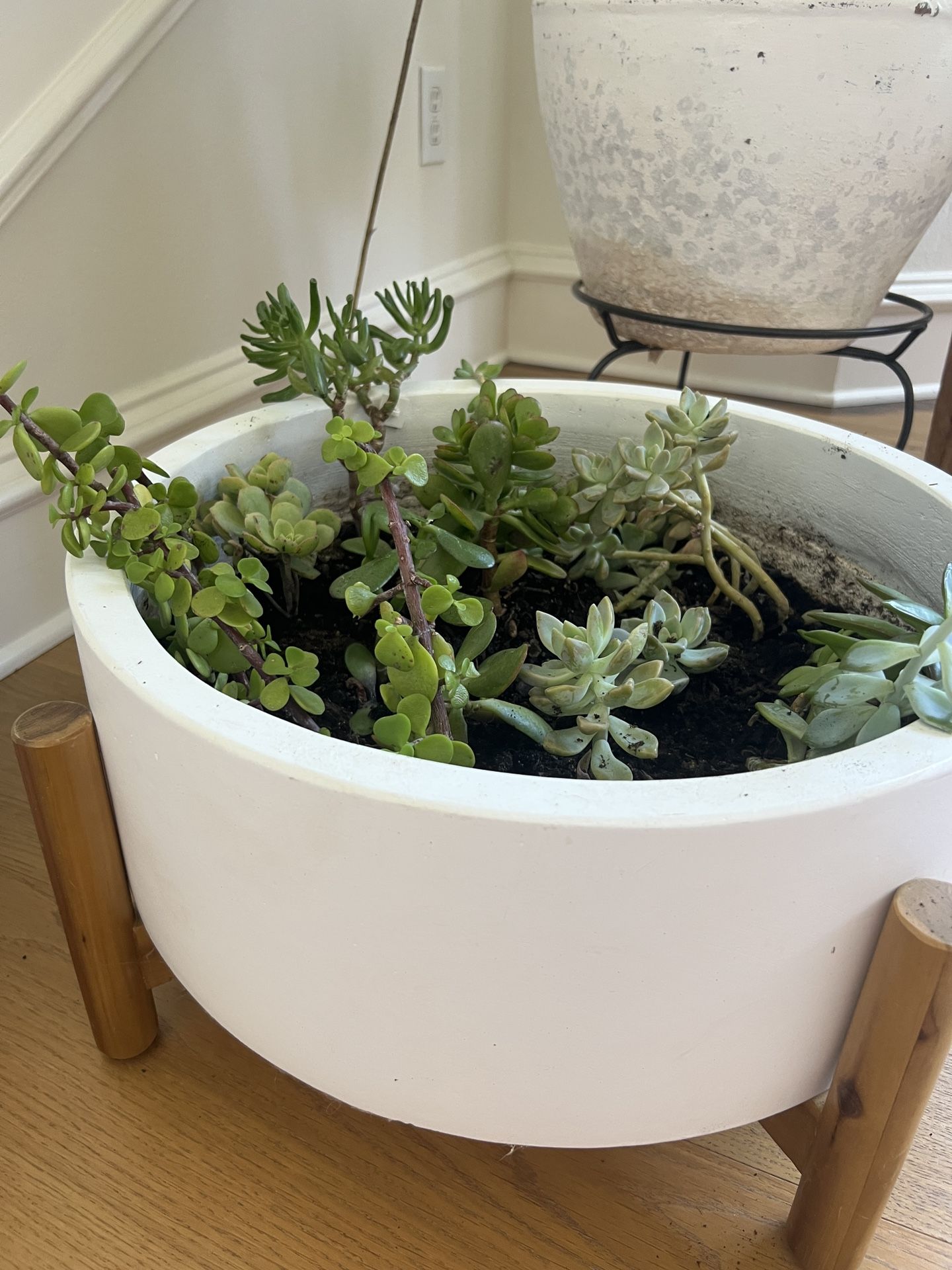 Beautiful Ceramic Planter And Succulents