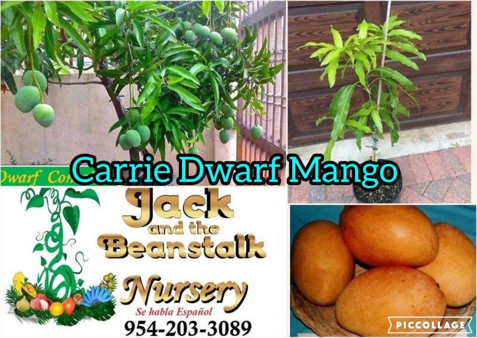 Carrie Dwarf Mango In 3gal Arboles De Mango Enano Carrie 3gal