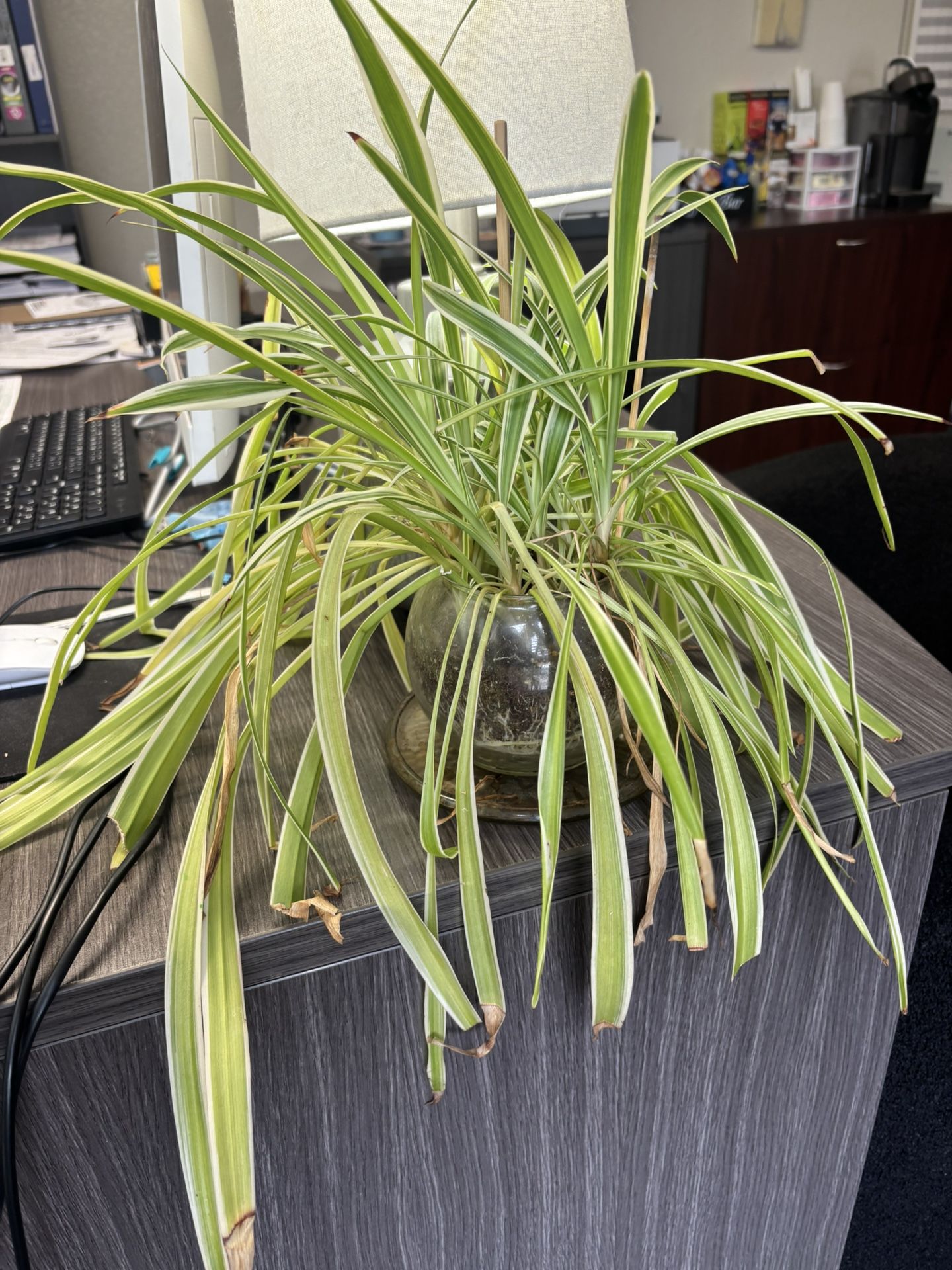 Huge Spider Plant