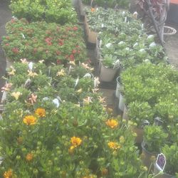Flowering Perennials And Herbs