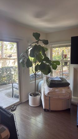 Mature fiddle leaf fig
