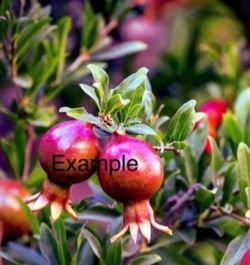 Pomegranate Tree/Árbol De Gradas