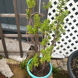Plant