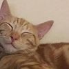 Kat