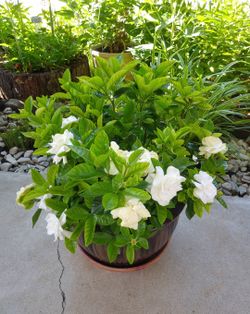 Gardenia plants$45each large pot