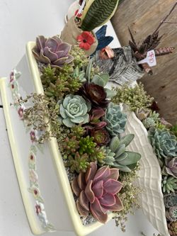 Mother's Day Arrangements Ready At 11:1 succulents Nursery In Whittier for  Sale in Whittier, CA - OfferUp