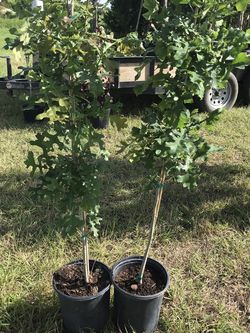 Burr Oak Trees . Buda Tx