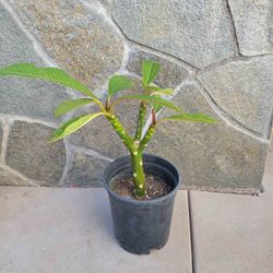 Plumeria White With Yellow Center 1 Gallon Pot