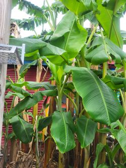 Banana Plants