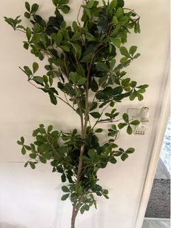 Olive tree