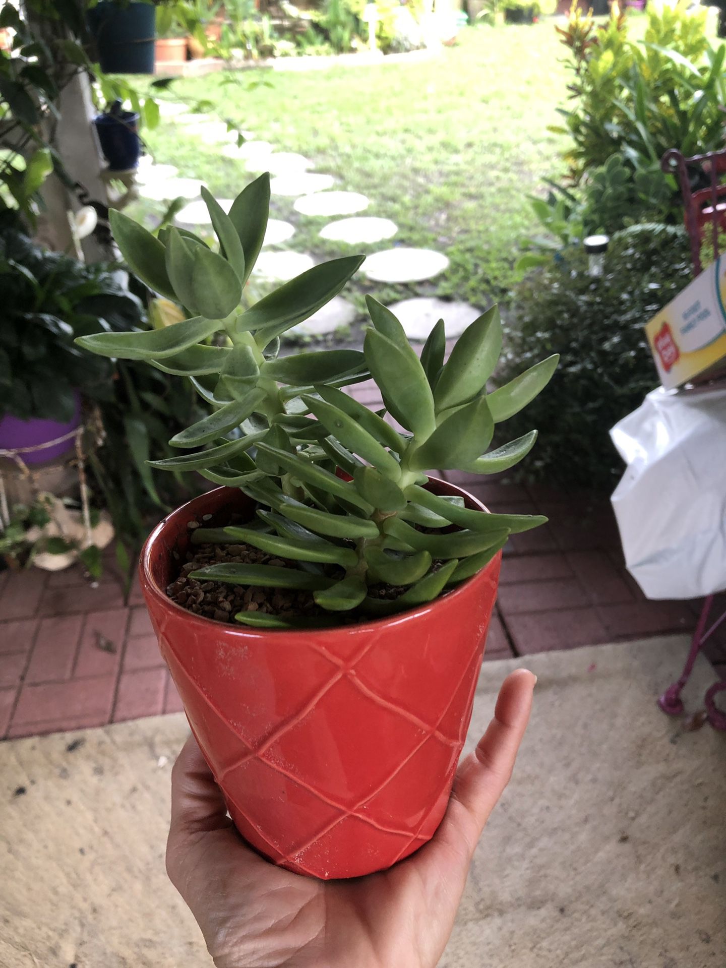 Succulent or bromeliad