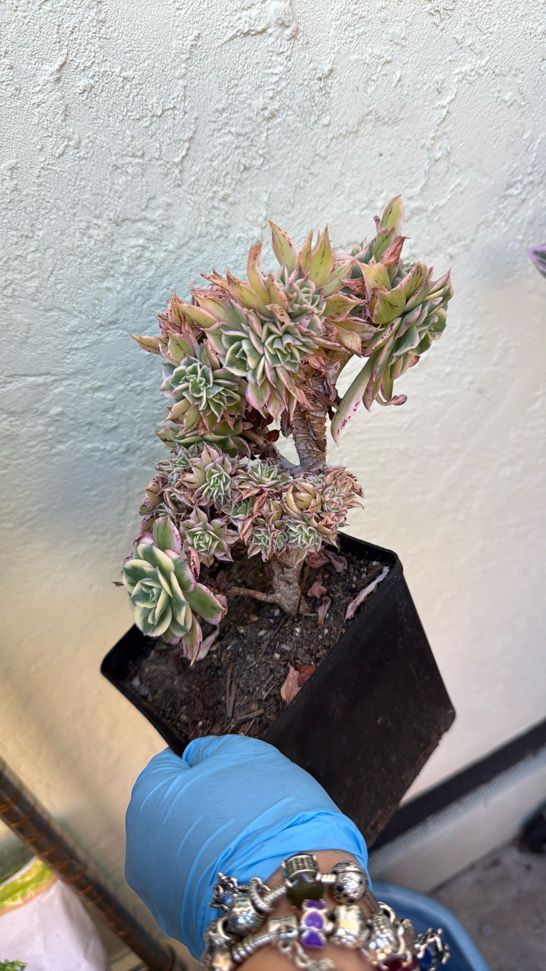 Aeonium Creates Succulent Plants 6” Pot
