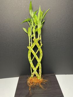 Braided Bamboo Plants $3 ,16”tall