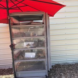 Quail Eggs,Chicks,Supplies
