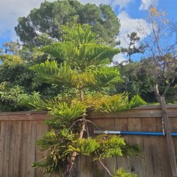 Norfolk Pine Tree W/ 20in clay pot