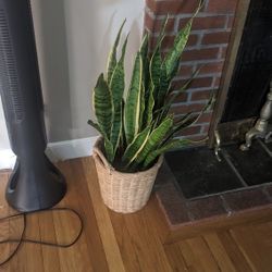 Ikea Snake Plant for Sale in Burlington, MA - OfferUp