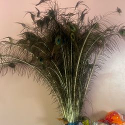 100 Peacock Feathers