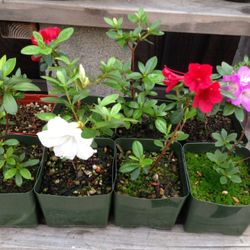 Japanese Satsuki Bonsai Starters