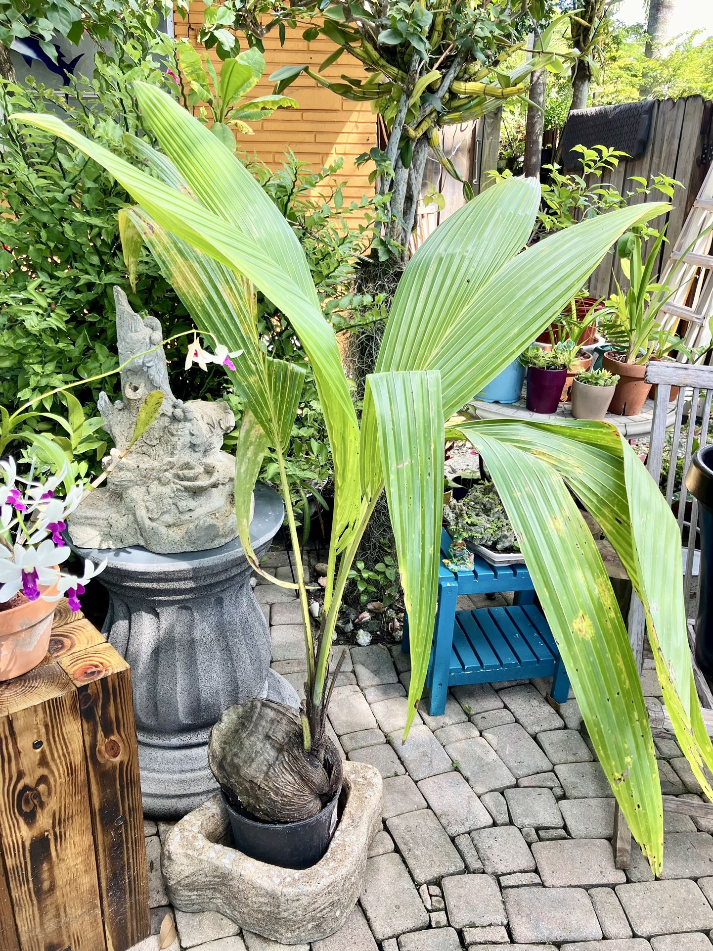 5’ Coconut Tree- $10