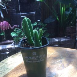 MÉDIUM CACTUS 🌵 PLANT, 4” POT