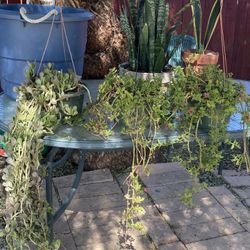 Plant Sale
