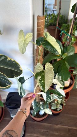 Variegated arrowhead plant cutting