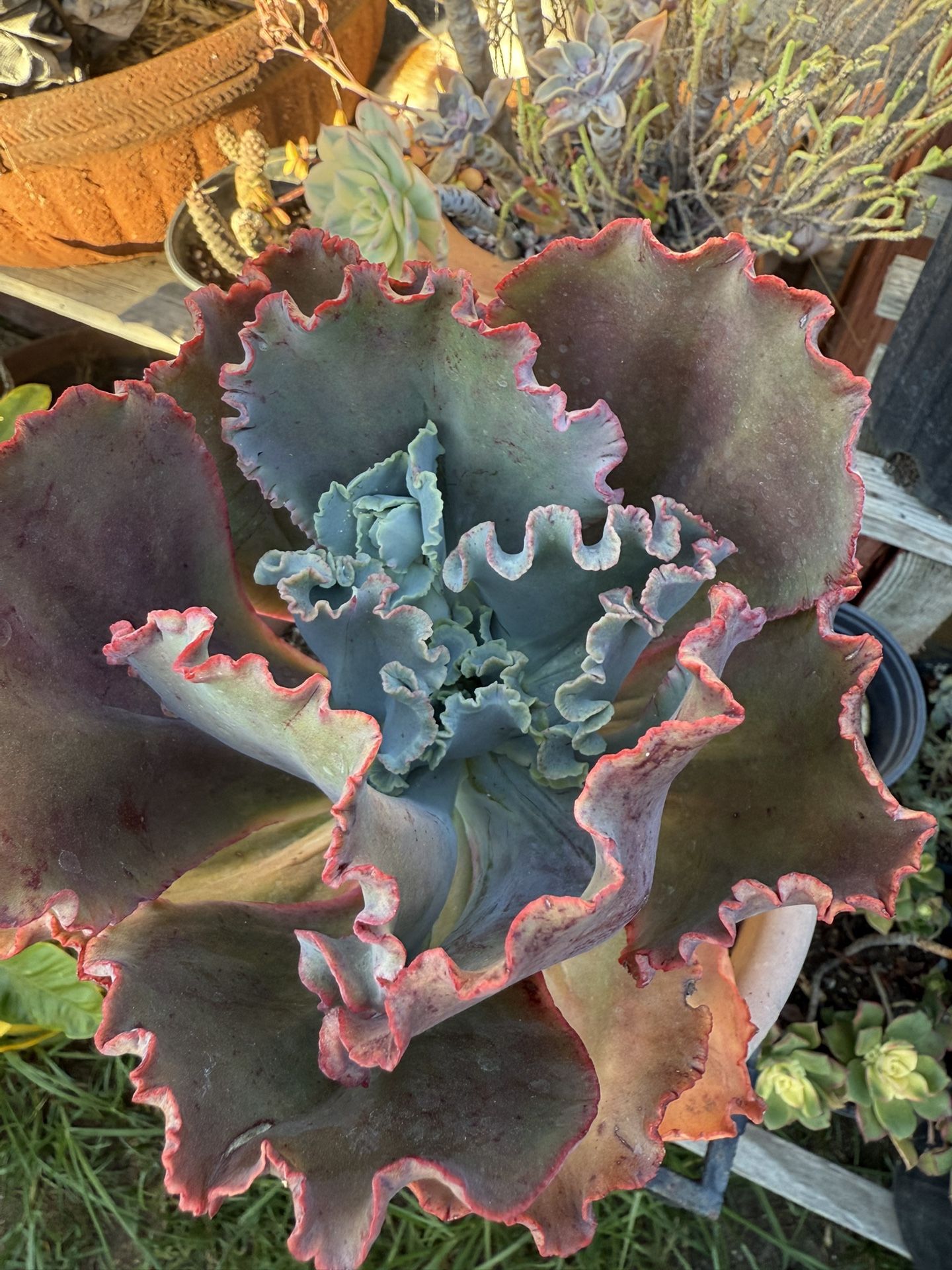 Succulent in a plastic pot $15