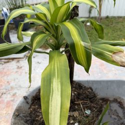 Dracaena Plant 