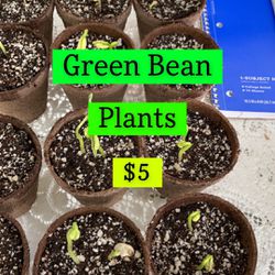Organic Green Bean Plants 