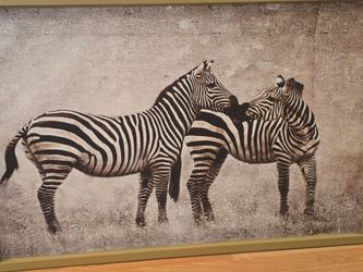 Zebra picture