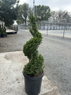 Boxwood Spiral 