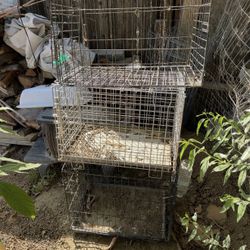 Cages $20 Each Or $50 For All 