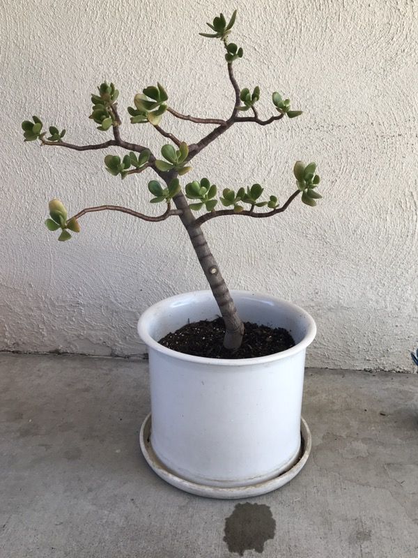 Jade tree with ceramic pot
