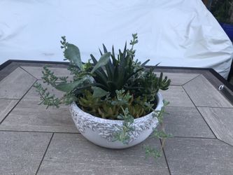Various succulent arrangements in a pretty white bowl planter