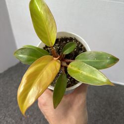 Philodendron Prince Of Orange 