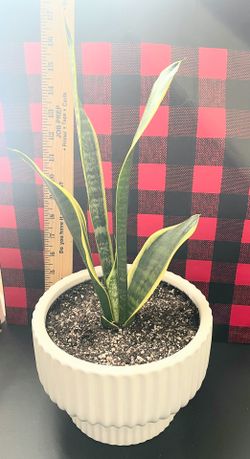 Sansevieria Trifasciata (Snake Plant /Live Plant Sansevieria/ mother-in-law's tongue/sword of saint Joseph, Live Plant