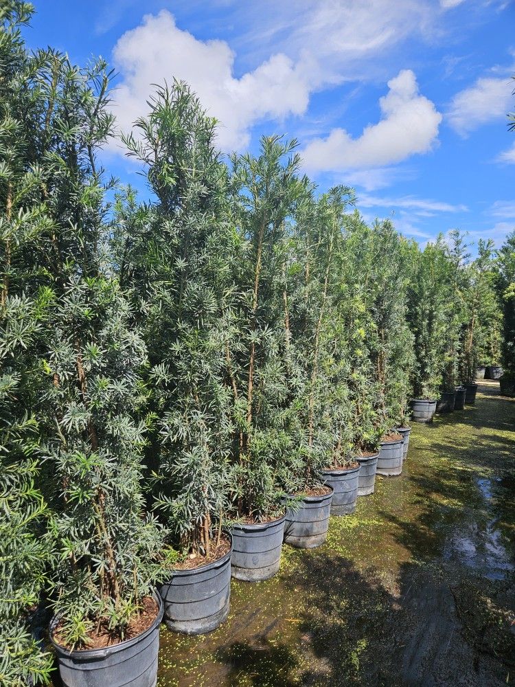 Podocarpus Over 8 Feet Tall Instant Privacy  Hedge For Fence For  Your Home And  Noisy Neighbors 