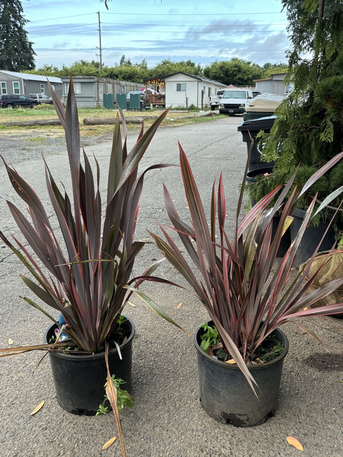 Phornium T Sundowner