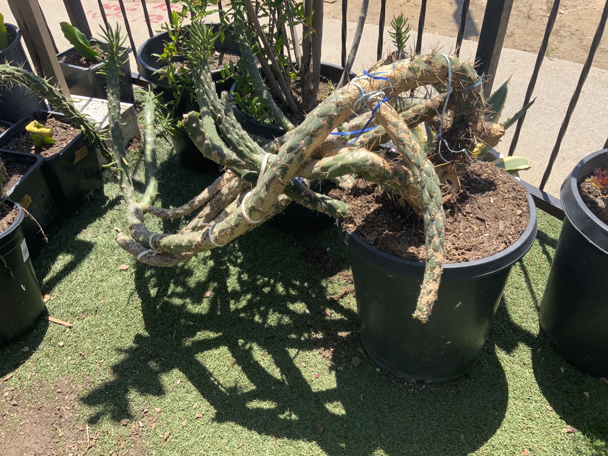 Succulent Cactus $20.00
